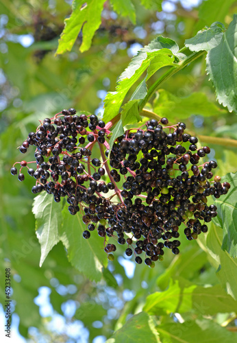 Photo: Holunderbeeren Holunderbeeren