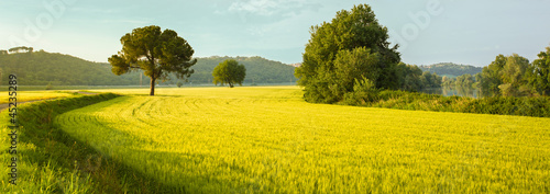 Photo: Campo di grano Campo di grano