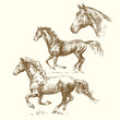 Vector: hand drawn horses hand drawn horses