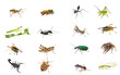 Set insects isolated on white