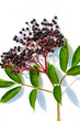 Black Elderberry on a white