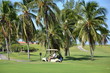 Tropical green golf course