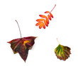 Different autumn leaves on white background