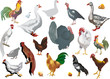 set of isolated color farm birds