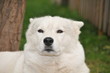 Weiser Siberian Husky