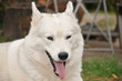 Weiser Siberian Husky
