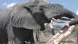 eating elephant, Serengeti, Tanzania, Africa