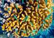 Indian ocean. Underwater world.