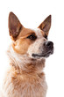 Red Heeler - Australien Cattle Dog