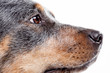 Hundblick