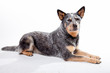 Australian Cattle Dog - Blue Heeler macht platz