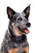 Blue Heeler Portrait