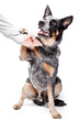 Partner Hund