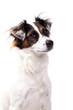 Jack Russell schaut
