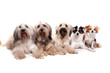 Gruppe fünf Hunde