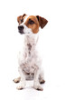Jack Russell