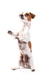 Jack Russell macht Männchen
