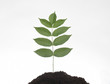 Symbolfoto zum Thema Franchise oder Wachstum
