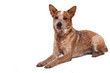 Red Heeler - Australien Cattle Dog red speckled  im platz