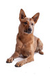 Red Heeler - Australien Cattle Dog