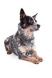 Blue Heeler - Australian Cattle Dog