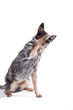 Hund hebt Pfote