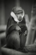 black and white monkey