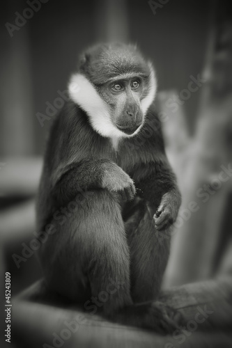 Photo: black and white monkey black and white monkey