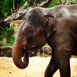 elephant eating