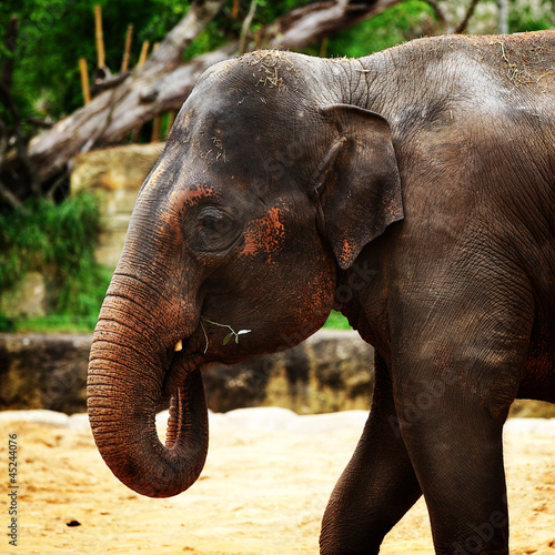 Photo: elephant eating elephant eating