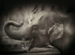 happy elephant