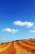 harvested field