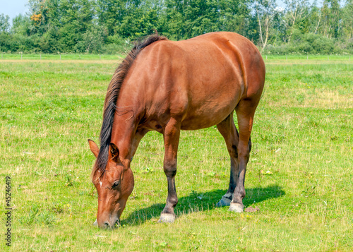 Photo: Brown horse grazing lonely Brown horse grazing lonely