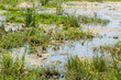 Closeup of a swampy area