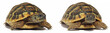 Turtles Tortoise