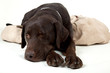 Schlafender Hund