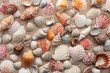 Sea shells on sand