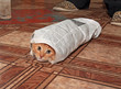 redhead kitty enfolded in newspaper