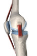 Isolated human knee anatomy lateral view
