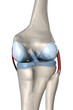 Anterior and posterior cruciate ligament anatomy