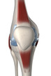 Human knee anterior view isolated