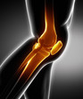 Human knee bone anatomy left lateral view