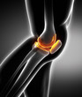Meniscus and knee cartilage anatomy