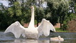 Schwan-15816b2