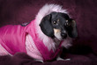 Photo: Dachshund in Pink Coat Dachshund in Pink Coat