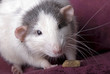Gray and White Domestic Rat on Red