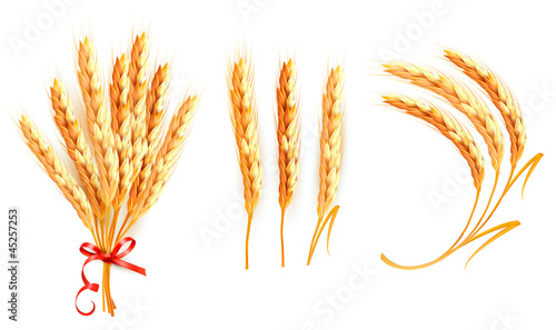 Vector: Set of ears of wheat. Vector. Set of ears of wheat. Vector.