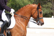 Foto: dressage horse dressage horse