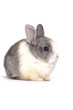 Young cute rabbit