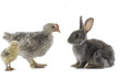 Two chicken and rabbit on white